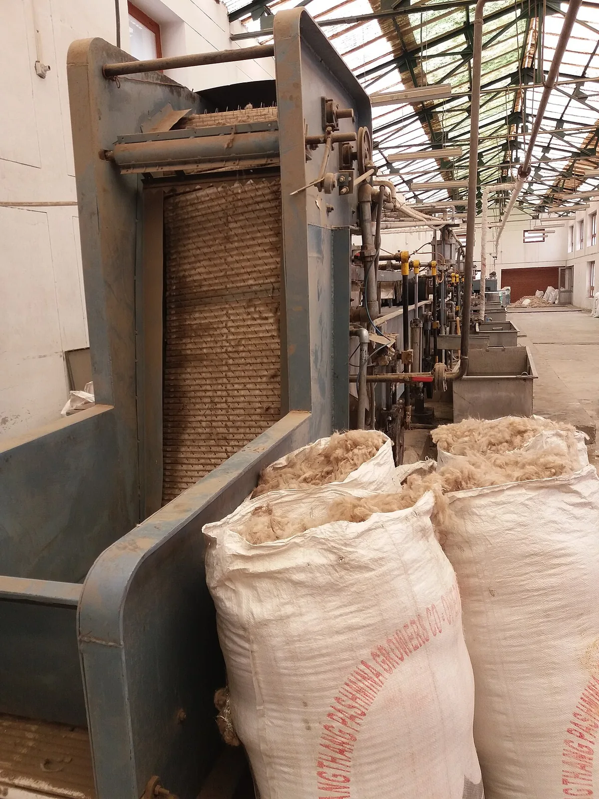 Raw Pashmina fibre — Changthangi goat wool, Ladakh